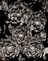 "Aeonium Graciosa"