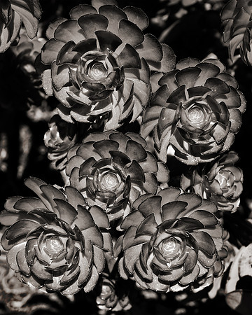 "Aeonium Graciosa"