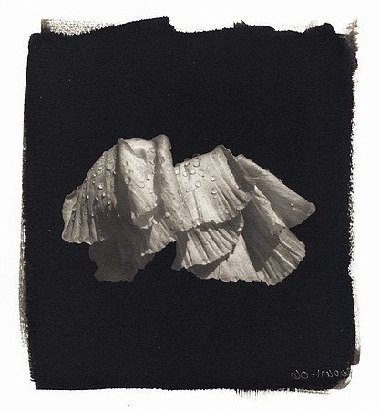 "Enwraptured 12"