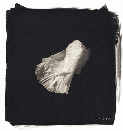 "Enwraptured 20"