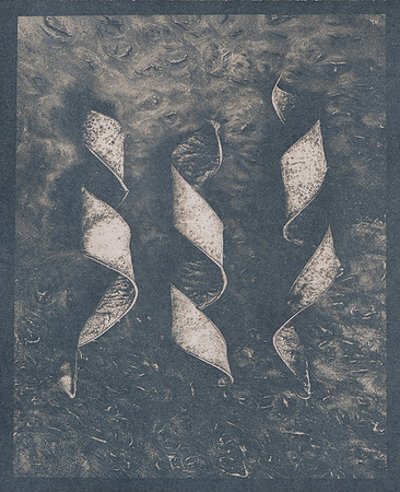 "Orchid Tree Seed Pods #1"