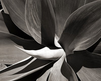"Agave Americana"