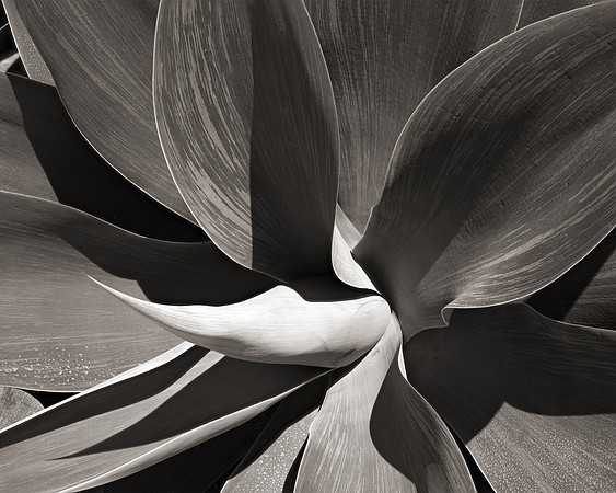 "Agave Americana"