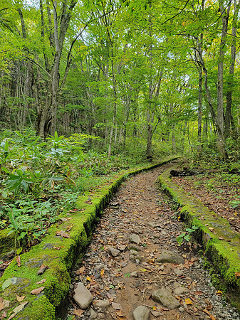 "Moss Trail"