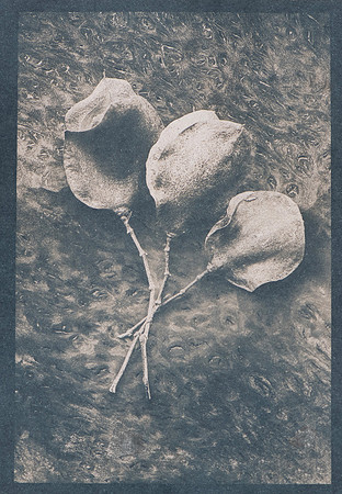 "Jacaranda Seed Pods #1"