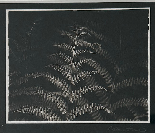 "Ferns in a Perfect World"