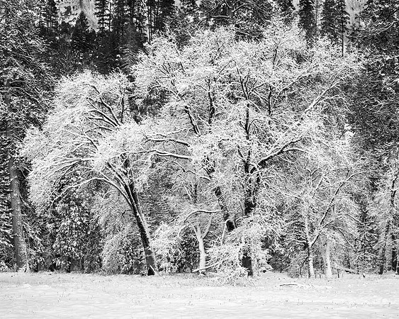 "Snow Covered Oaks"