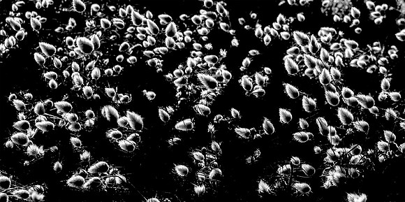 Annie Lemoux "Plant Patterns"