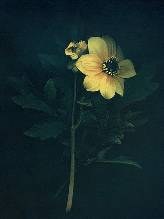 "Dahlia"