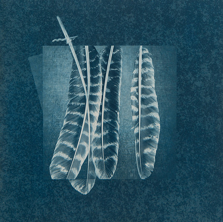 DIRECTOR'S CHOICE   McCorkle: "Curiosity #7"