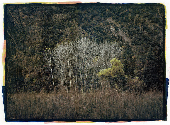 "Skelton Trees"
