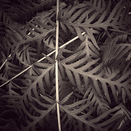 "Criss Cross"