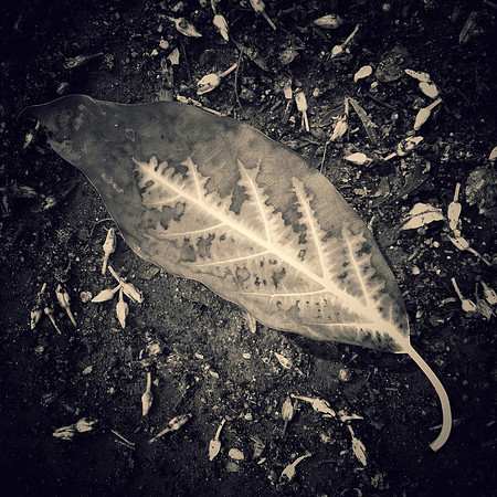 "One Leaf"
