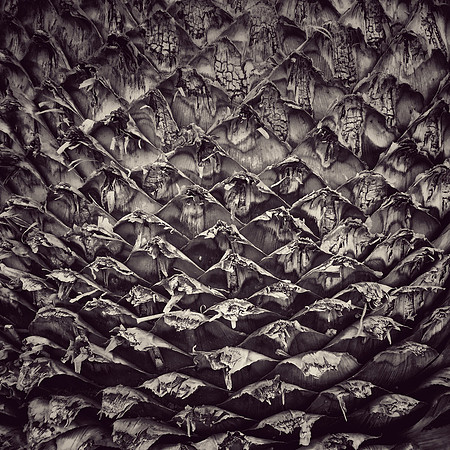 "Palm Pattern"
