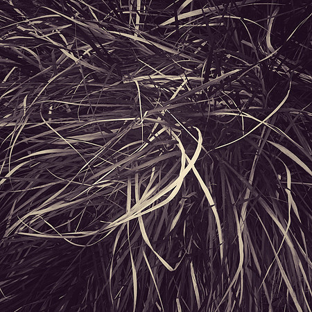 Cosentino_Tangle