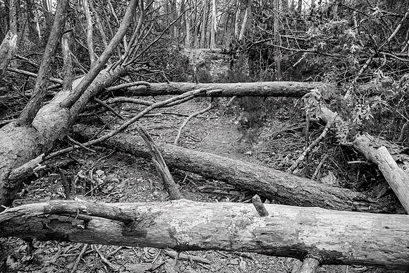 Buchanan: "Barriers to Entry, Hurricane Zeta Damage, South Mountains"