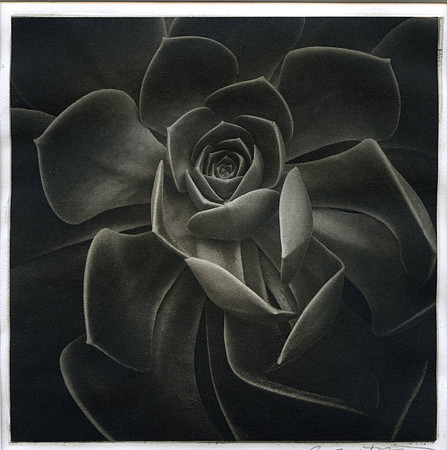 "Echeveria"