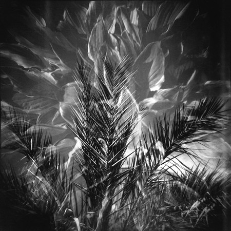Award Winners: "Arizona Palm,  Massachusetts Hosta" by  Lisa Tang Liu & James David Tabor