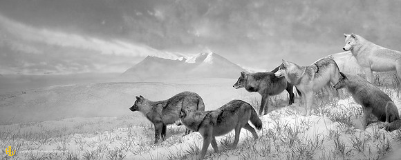 "Wolves (diorama) CO, 2010"