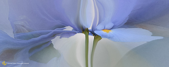 "Iris #20, 2003"