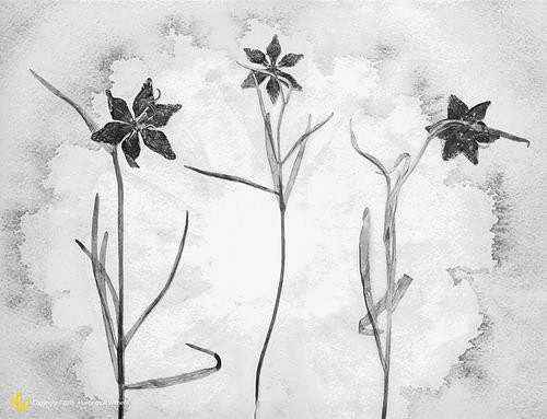 "Leopard Lilies, 1990"