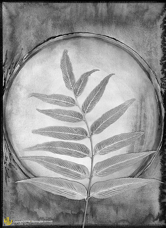 "Asplenium Lucidum, 1990"