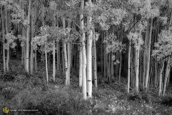 "Aspens, Boulder Mountain, UT, 2005"