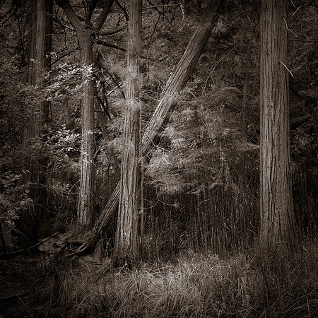 In the Shining of Trees