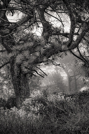 "Seeing Silence"