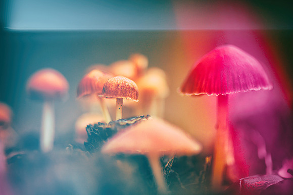 "Hidden Kingdom" All the Little Things Series