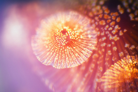 "Flourish in the Dark" All the Little Things Series