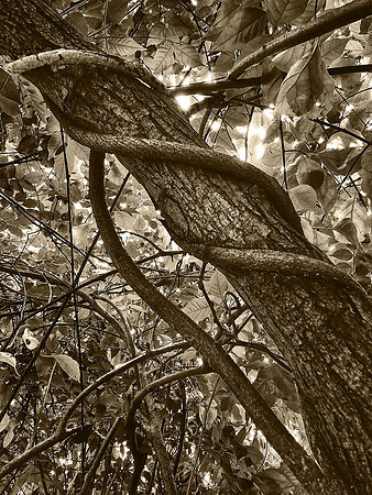 "Trees and Vines #1"