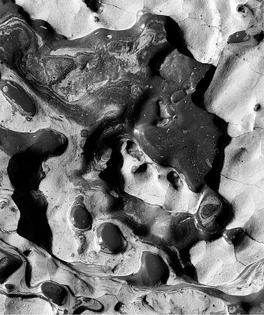 "Point Lobos #2"