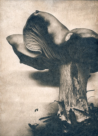 "Mushrooms 3"