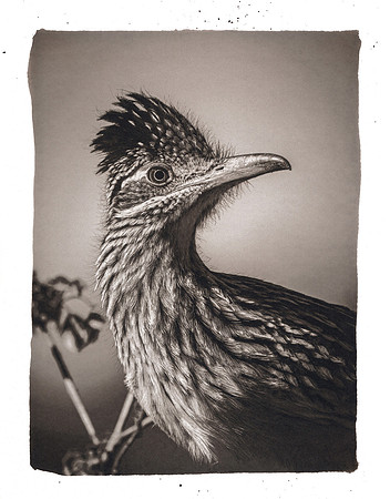 "Escondido Roadrunner"