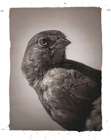 "Miramar Towhee"