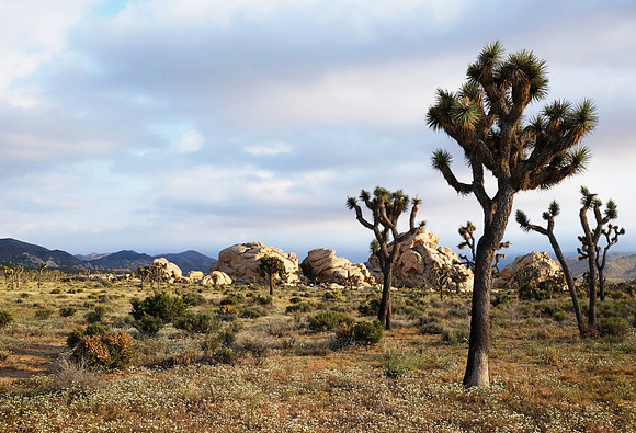 "Joshua Tree"