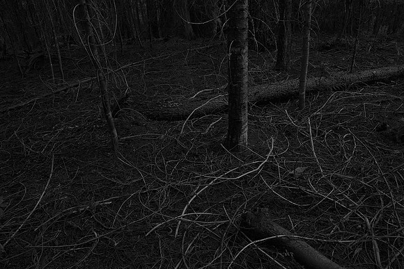 The Forest: "Entropic"