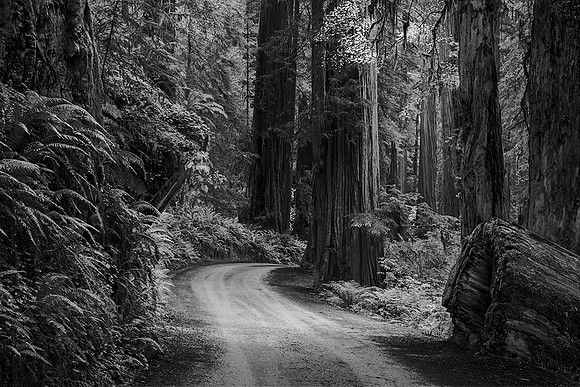 Redwood Forest Road