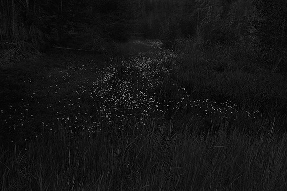 The Forest: "Trail"