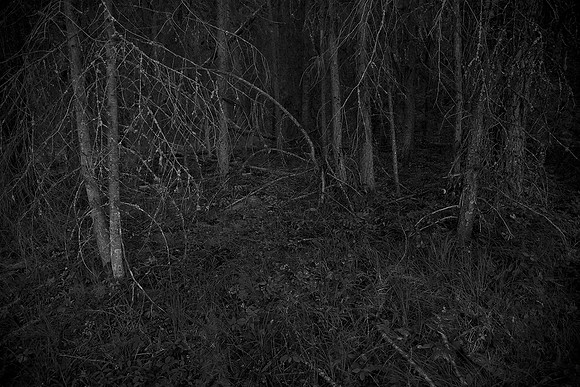The Forest: "Coven"