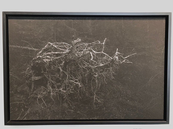 The Forest: "Rooted"