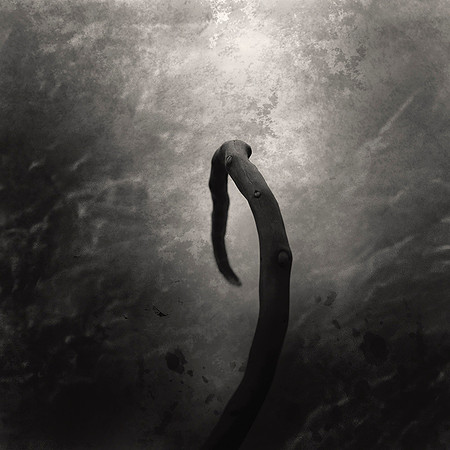 "Koan Twig #10"