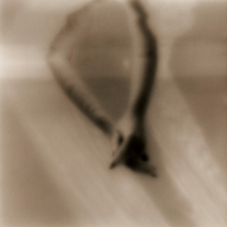 Seen and Not Seen Series (6)