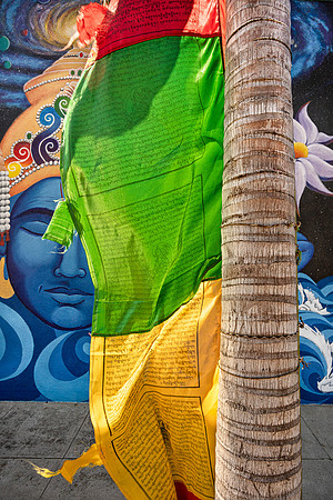 "Dar Cho On Palm"
