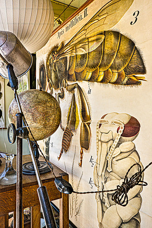 "Apis Mellifica"