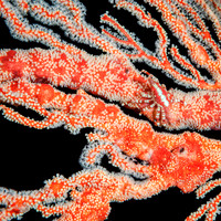 Crab