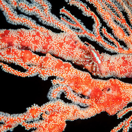 Crab