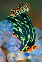 Nudi