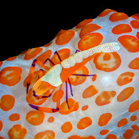 Spots